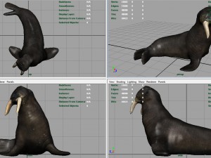 walrus 3Dモデル