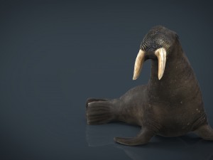 walrus 3Dモデル