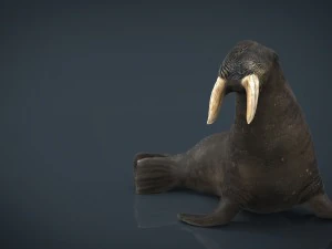walrus 3D Model