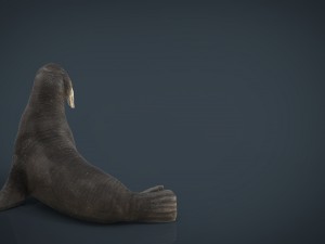 walrus 3Dモデル