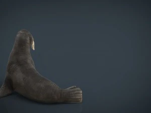 walrus 3D Model