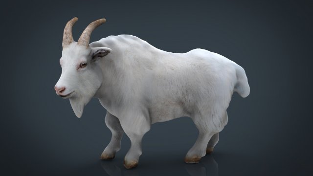 white goat 3D 模型 .c4d .max .obj .3ds .fbx .stl .blend 