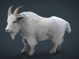 white goat 3D Model