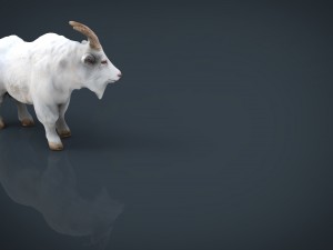 white goat 3D 模型