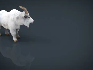 white goat 3D Model