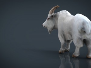 white goat 3D 模型