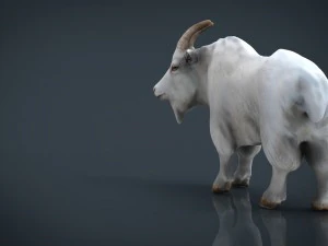 white goat 3D Model