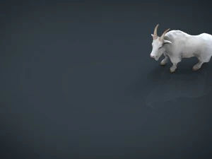 white goat 3D Model