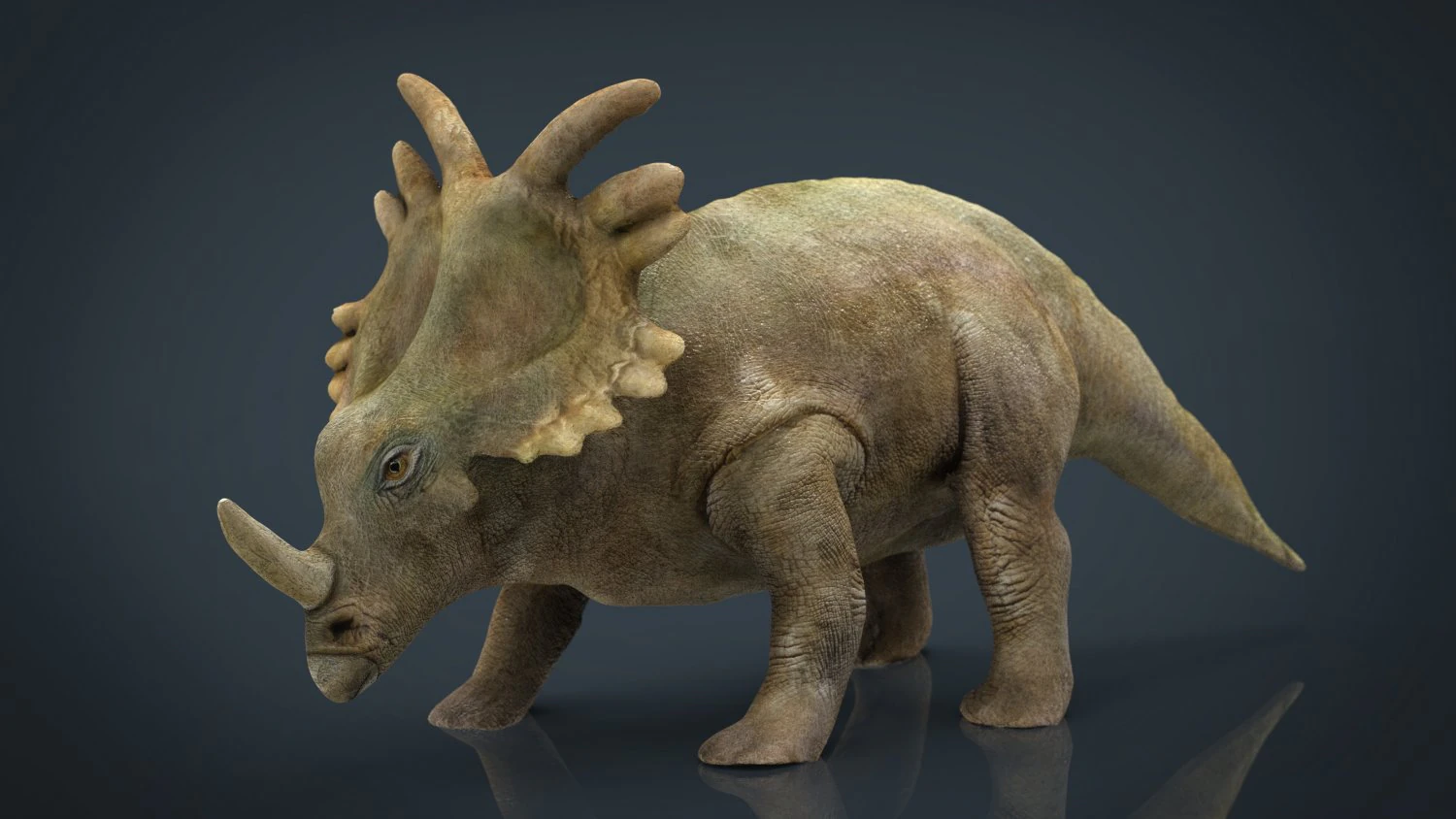 triceratops 3D Model .c4d .max .obj .3ds .fbx .stl .blend 