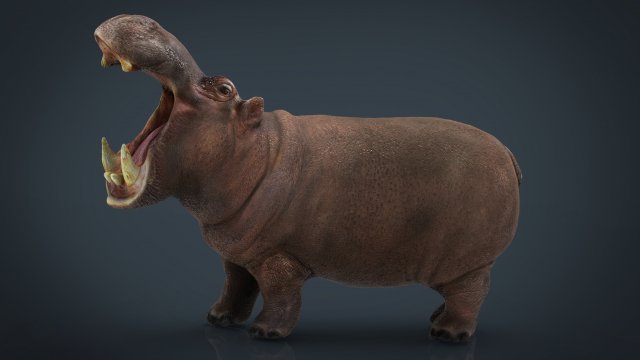 african hippopotamus Model 3D .c4d .max .obj .3ds .fbx .stl .blend 