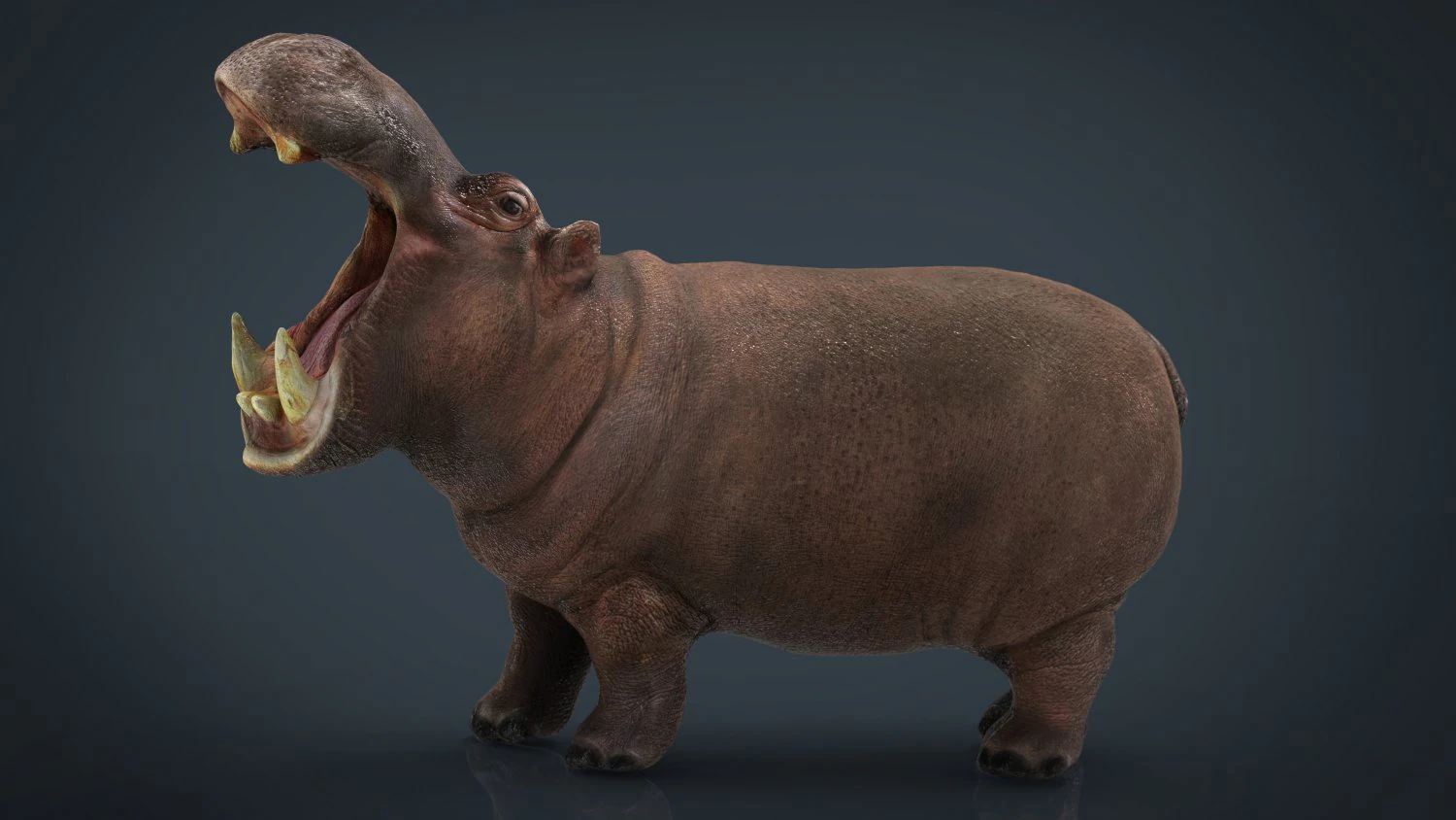 african hippopotamus 3D Model .c4d .max .obj .3ds .fbx .stl .blend 