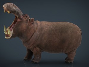 african hippopotamus 3D मॉडल