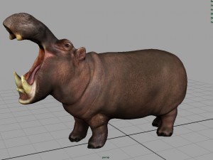 african hippopotamus Model 3D