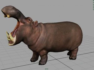 african hippopotamus 3D Model