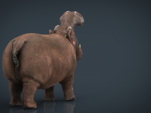 african hippopotamus Model 3D