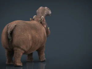 african hippopotamus 3D Model
