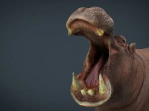 african hippopotamus 3D Model