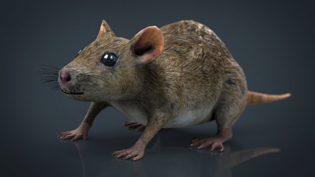 rat Modèle 3D .c4d .max .obj .3ds .fbx .stl .blend 