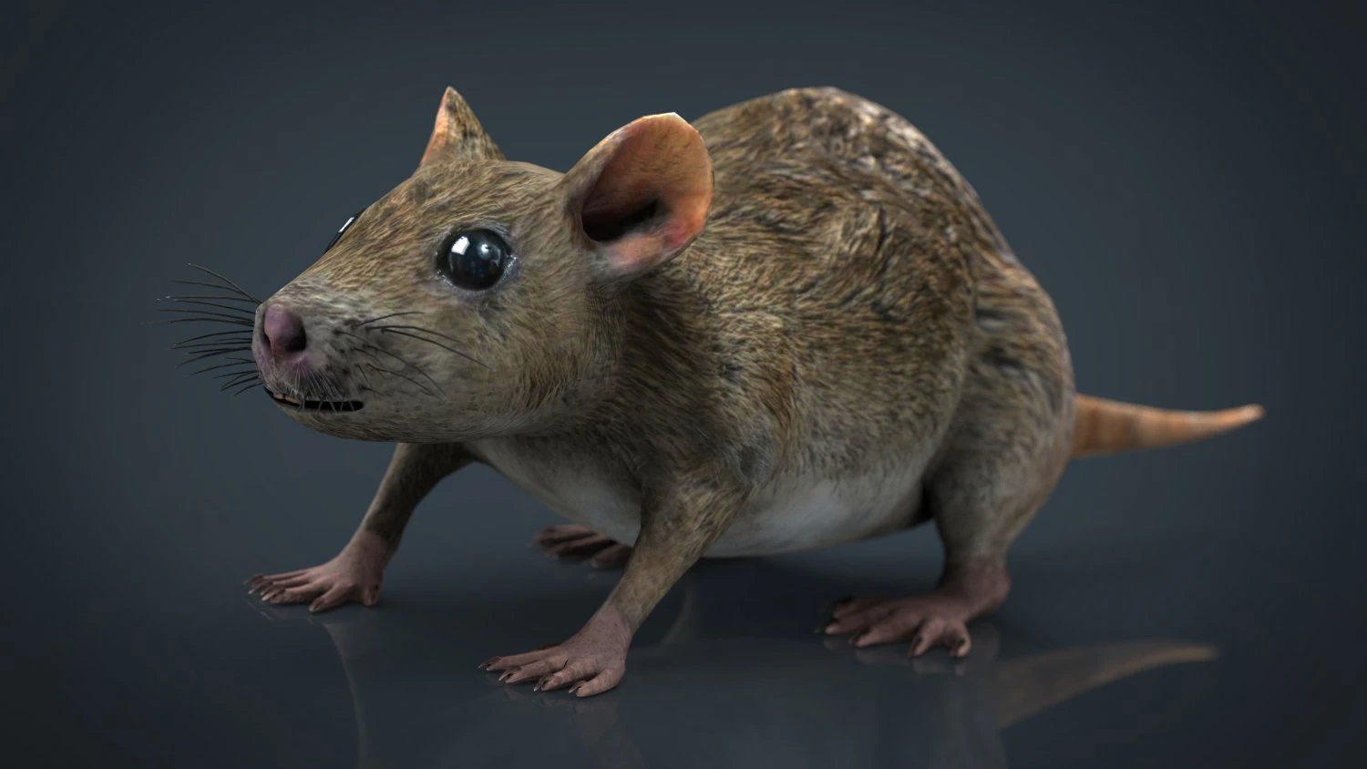 rat 3D Model .c4d .max .obj .3ds .fbx .stl .blend 