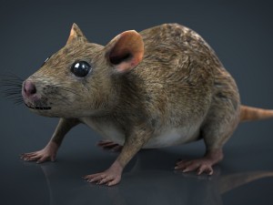 rat 3D Model