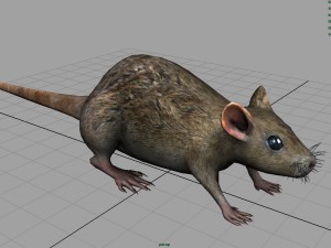rat Modèle 3D