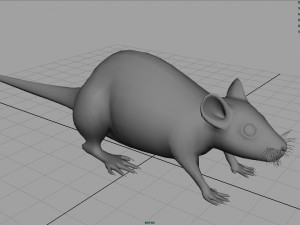 rat Modèle 3D