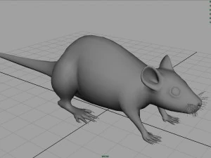 rat 3D Model