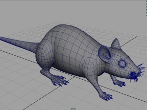 rat Modèle 3D
