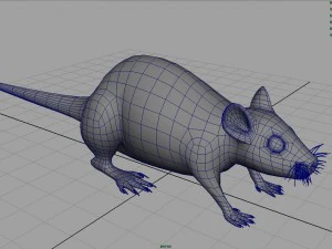 rat 3D Model