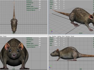 rat Modèle 3D