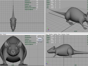 rat Modèle 3D