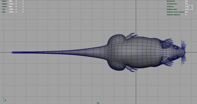 rat 3D Model in Rodent 3DExport