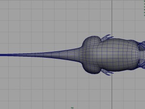 rat Modèle 3D