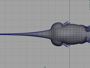 rat 3D Model