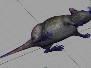 rat 3D Model