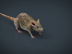 rat Modèle 3D