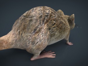 rat Modèle 3D