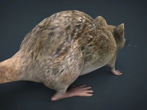 rat 3D Model