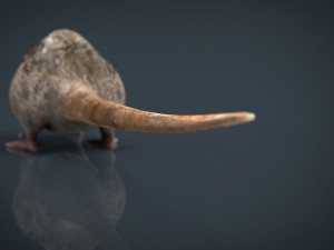 rat Modèle 3D