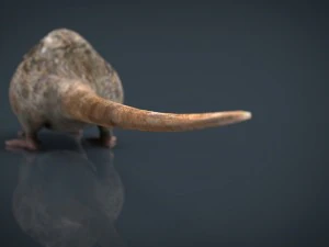 rat 3D Model