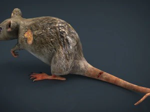 radiactive rat 3D Model