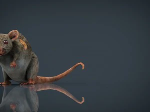 radiactive rat 3D Model