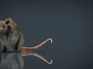 radiactive rat 3D Model