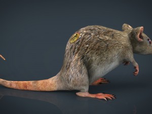 radiactive rat Modèle 3D