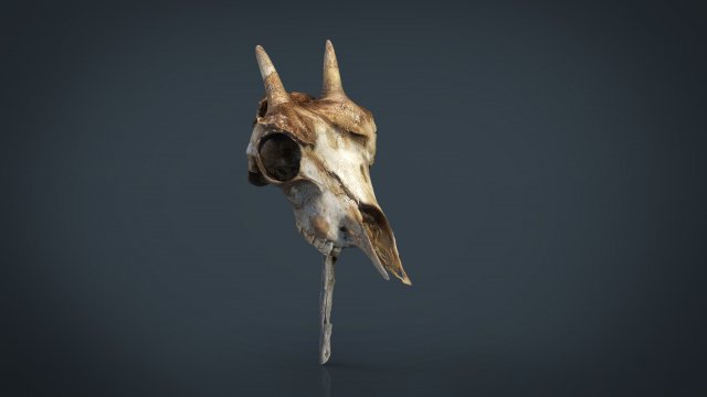 mountain goat skull 3D मॉडल .c4d .max .obj .3ds .fbx .stl .blend 