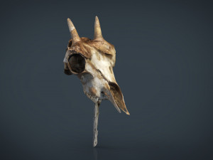 mountain goat skull 3D Модель
