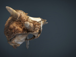 mountain goat skull 3D मॉडल