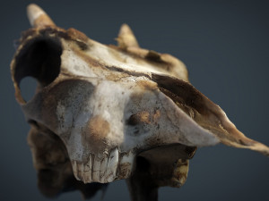 mountain goat skull 3D मॉडल