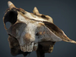 mountain goat skull 3D Model