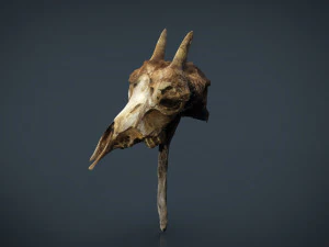 mountain goat skull 3D Model